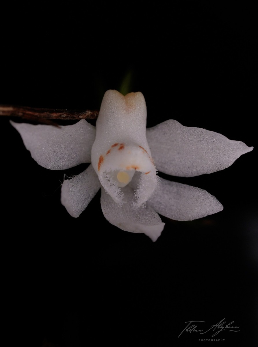 Thrixspermum pulchellum (Thwaites) Schltr.